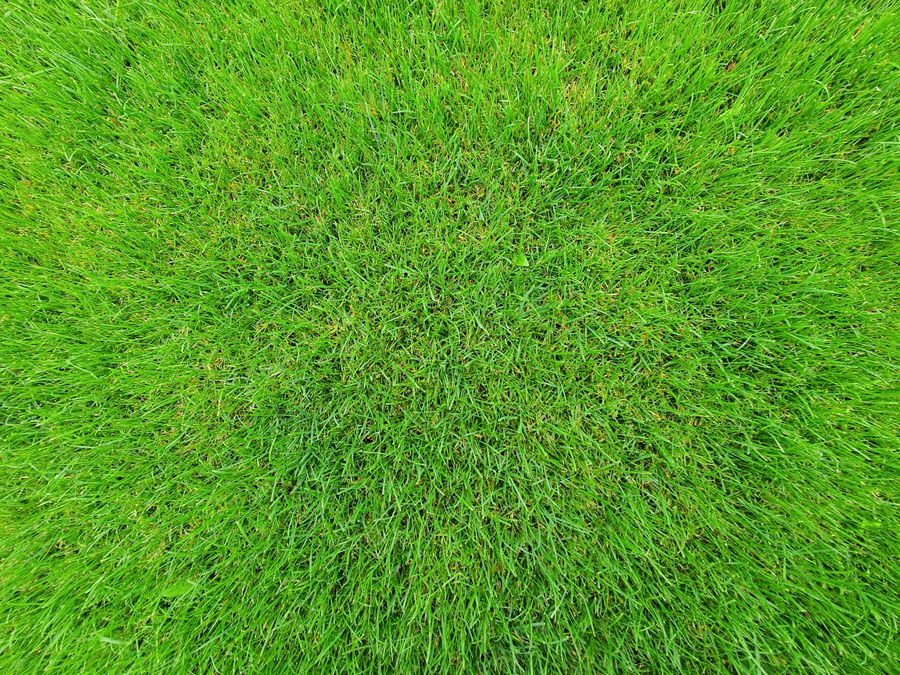 手入れされた芝生のクローズアップ