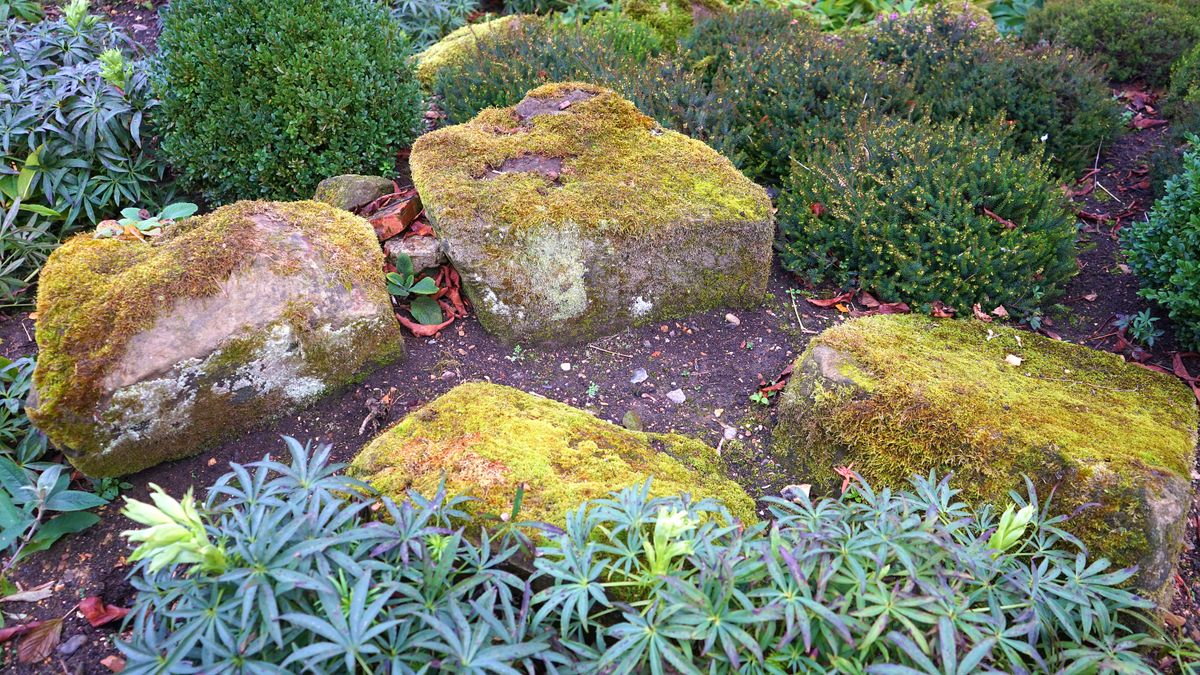 苔むした庭石と植栽